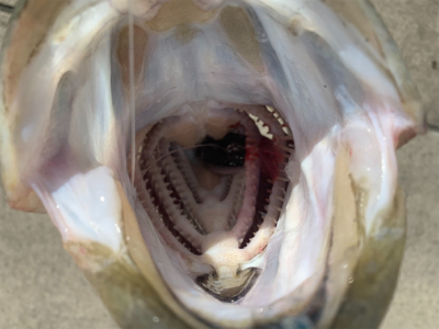 丸呑み、サイズアーップ♫