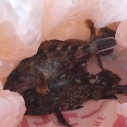 ガシリング  時合いは一瞬