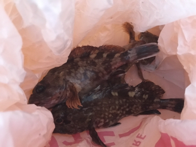 ガシリング  時合いは一瞬