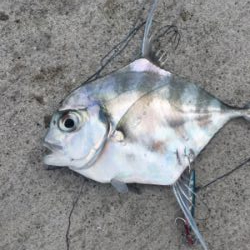 タチウオとイトヒキアジ