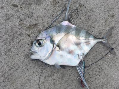 タチウオとイトヒキアジ