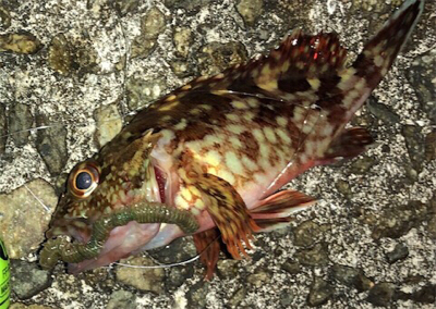 青物不発でも何とかボーズのがれ^ ^