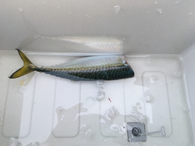 泉佐野 食品コンビナート 渋い！