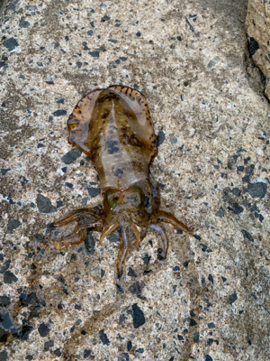 アオリイカ釣果！