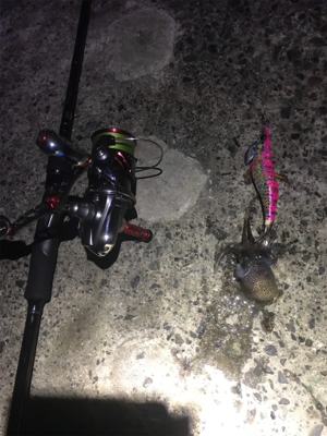 本命はまだ少ない