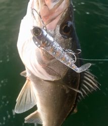 カタクチパターン