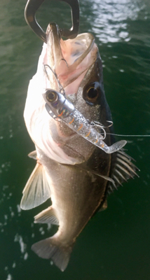 カタクチパターン