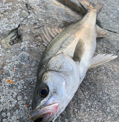 シーバス セイゴ