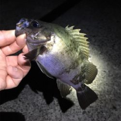 コロンコロンのメバル