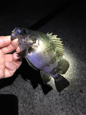 コロンコロンのメバル