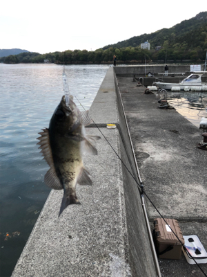 メバル シンペン