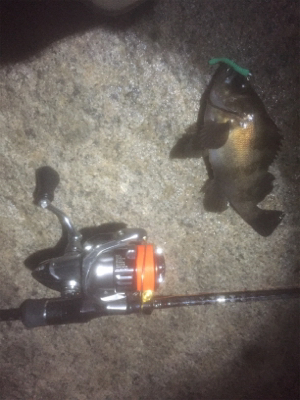 満月メバリング