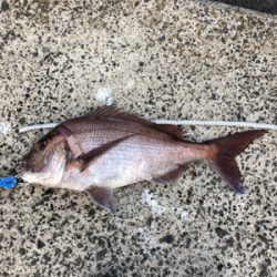 上五島釣行  記録更新♪