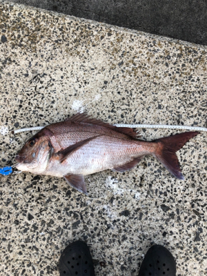 上五島釣行  記録更新♪