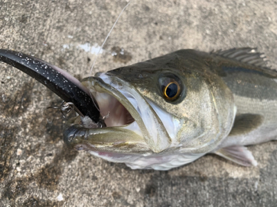 30分で５本キャッチ♫