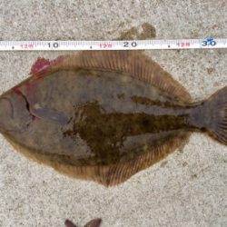 本命のカレイ釣れました