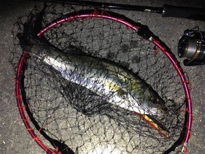 バチシーバスシーズンイン