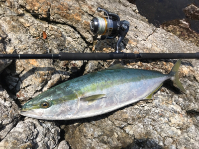 再びロックショア