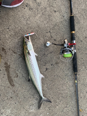 活気がでてきました。