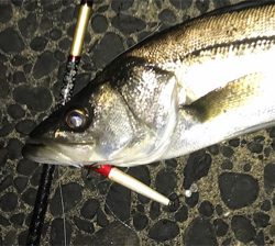 仕事終わり短時間シーバス