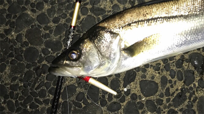 仕事終わり短時間シーバス