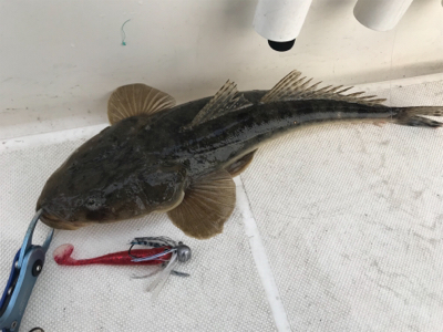 ボートシーバス→マゴチ→タイラバ