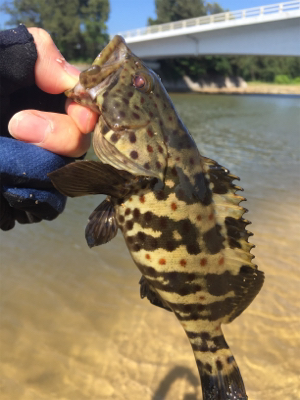 石垣ライトゲーム！！！