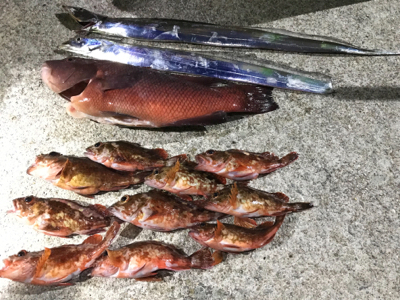 4ヶ月ぶりに太刀魚に出会えました♪