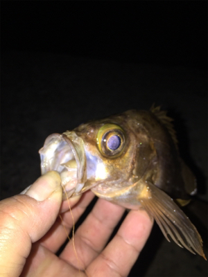 ナイトメバ&アジング