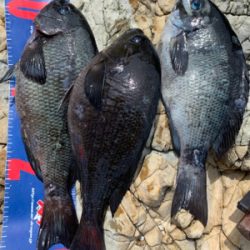 越前海岸フカセ釣り グレ