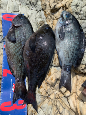 越前海岸フカセ釣り グレ