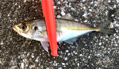 アジンガー1820〜1930