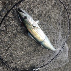 ライトショアジギング