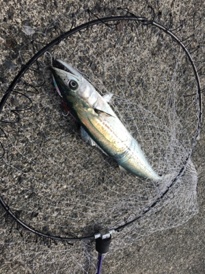 ライトショアジギング