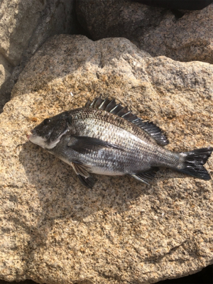 悔いの残る釣果⤵࿠…