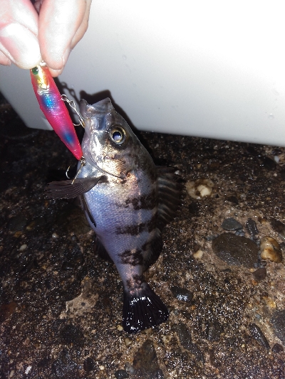 【須磨海岸】メバリングで3目釣り。尺メバル…