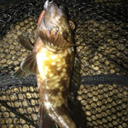 雨あがりの根魚釣り(^^)