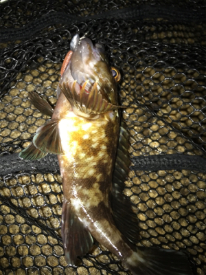 雨あがりの根魚釣り(^^)
