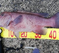 タンコブゲーム