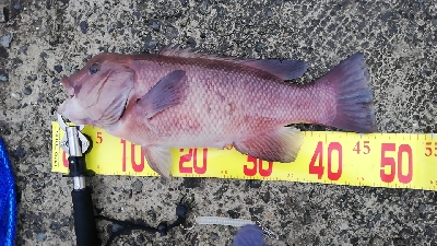 タンコブゲーム