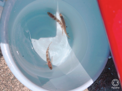 可愛いサイズですが釣れました