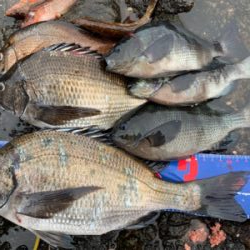 越前海岸フカセ チヌ