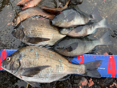 越前海岸フカセ チヌ