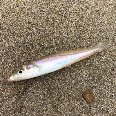 キスシーズン到来!!