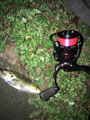 ナイトアジング