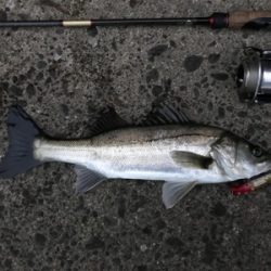 今日も南港、夕まずめ！