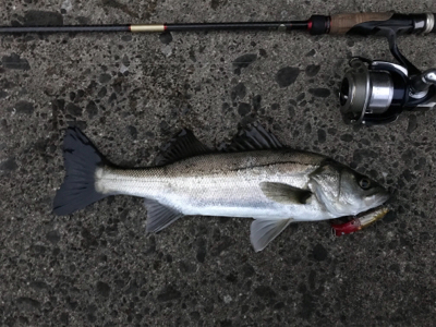 今日も南港、夕まずめ！