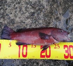 ちびコブ。。。