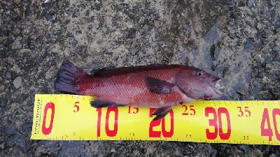 ちびコブ。。。