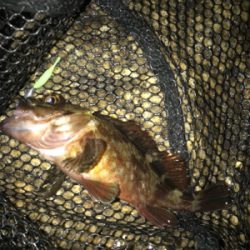 ガシラ祭り(^^)  メバルも